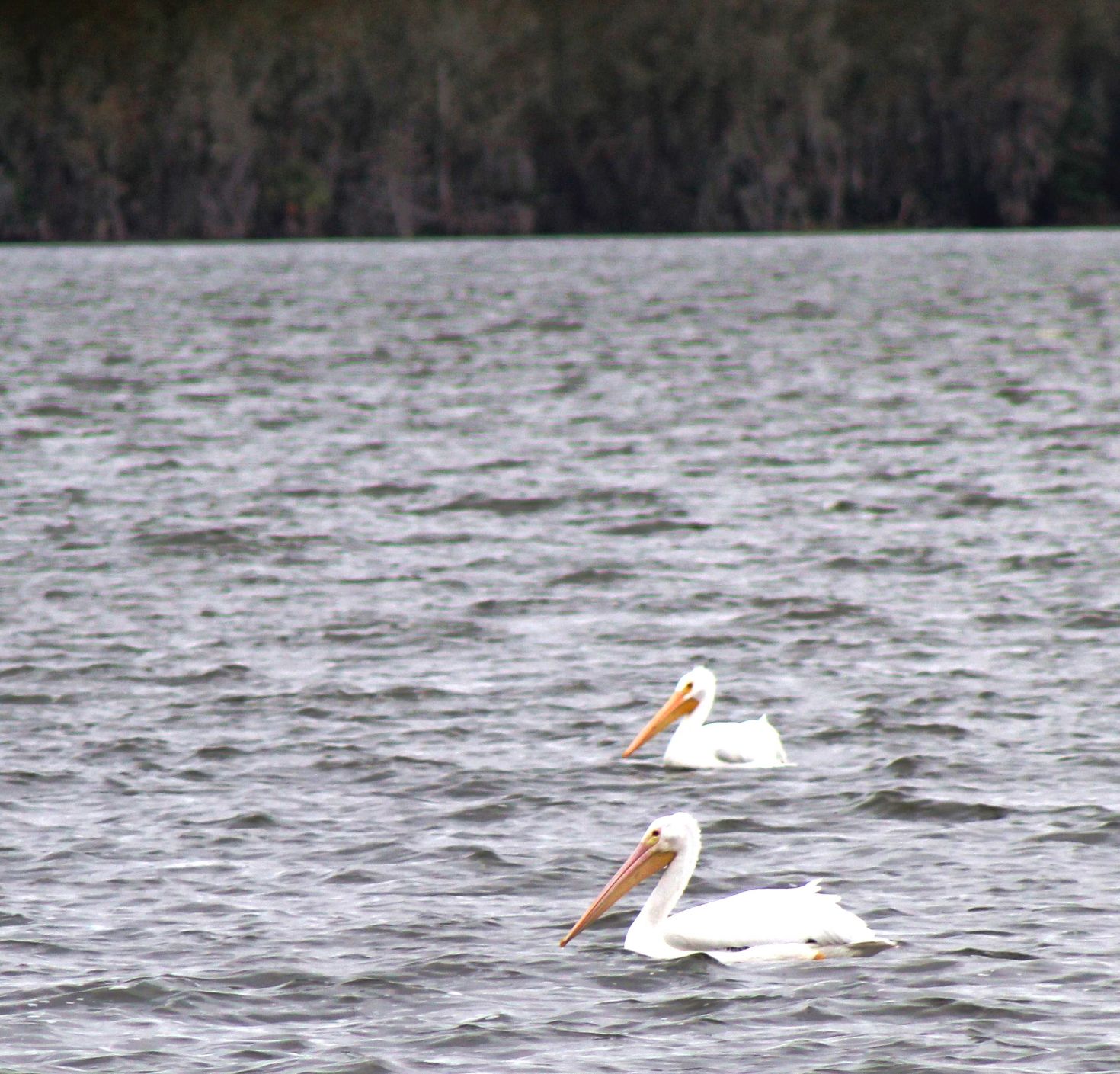 Wildlife Moment Jan 12 D